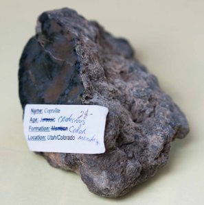 Dinosaur Coprolite (Dinosaurlort) From Cretaceous period Found at Cedar Formationen in Montana.