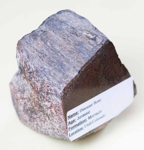 Dinosaur bone, from Jura. Found in the Morrison Formation, Utah/Colorado