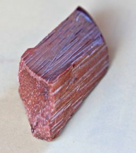 Fossilized palm tree found in Louisiana from Miocene