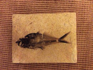 Fossilized FISH