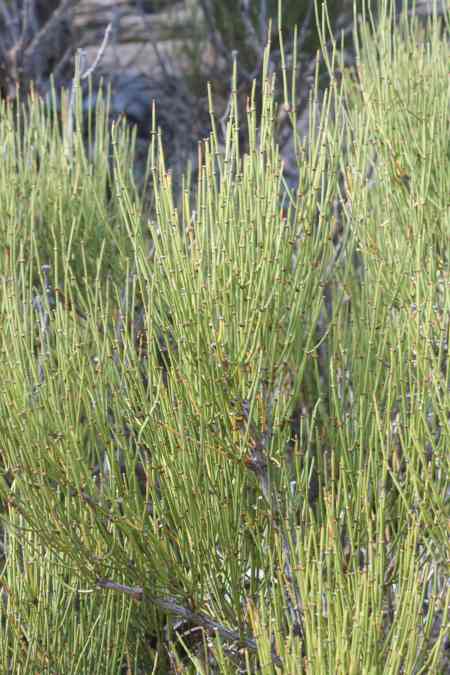 Mormon Tea by Thorkild Christensen