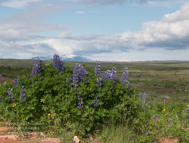 by Trine Christensen