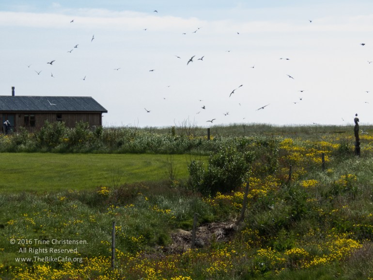 by Trine Christensen