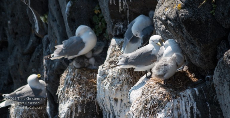 by Trine Christensen