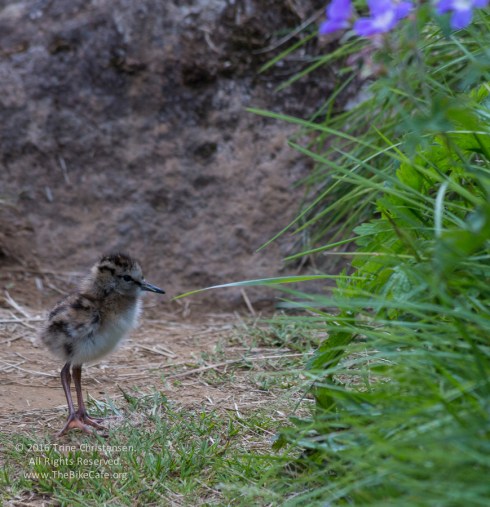 by Trine Christensen