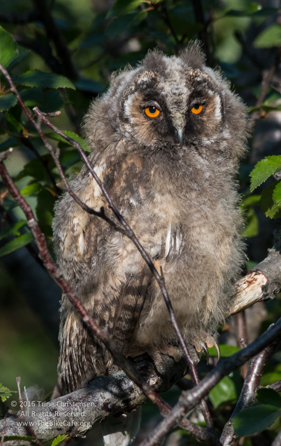 by Trine Christensen